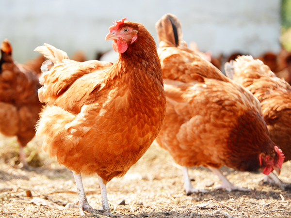 ΢Ԫϵһϵ˫رֳ˫ֵЧӦ