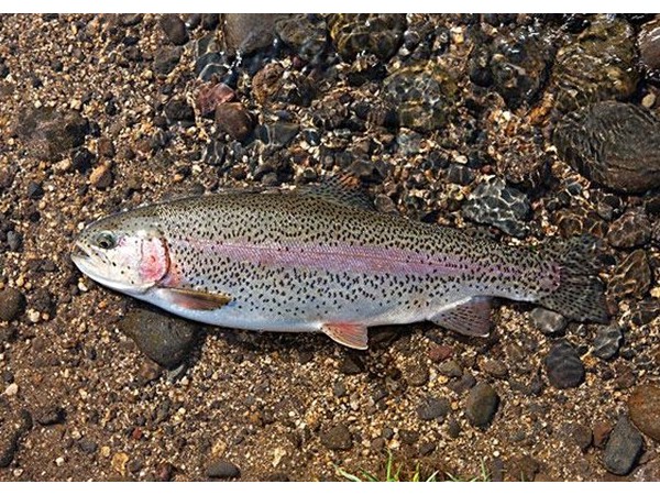 õпͭԴ