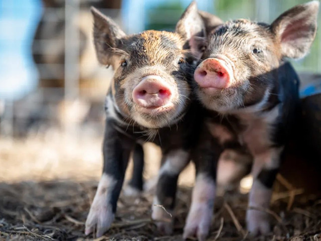 нҪμ⼸Ҫ㣡