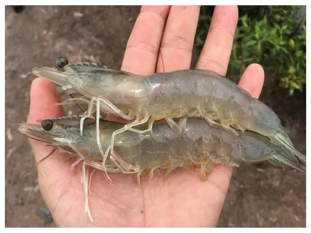 ϺֳʲôʱҪЩϺҪһҪղأ